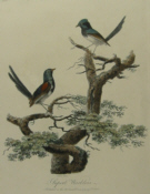 Birds, Australia, Original prints